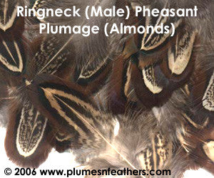 Ringneck Plumage 'Almonds' 'M'