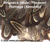 Ringneck Plumage 'Almonds' 'S'