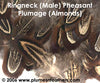Ringneck Plumage 'Almonds' 'S'