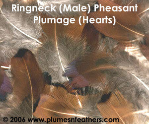 Ringneck Plumage 'Hearts' 'S' 25 Pcs.
