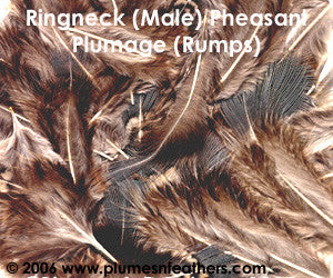 Ringneck Plumage 'Rump' 'M'