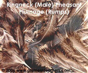 Ringneck Plumage 'Rump' 'M'