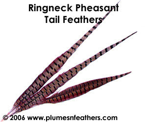 Ringneck Nat. Sidetail 14"/16"