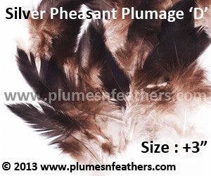 Silver Pheasant Plumage 3” Up ‘D’ 25Pcs Pack
