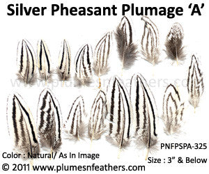 Silver Pheasant Plumage 3" Dn ‘A’ 25Pcs Pack