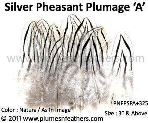 Silver Pheasant Plumage 3" Up ‘A’ 25Pcs Pack