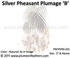 Silver Pheasant Plumage 3" Up ‘B’ 25Pcs Pack