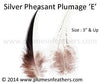 Silver Pheasant Plumage 3” Dn ‘E’ 10Pcs Pack