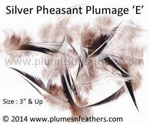 Silver Pheasant Plumage 3” Up ‘E’ 10Pcs Pack