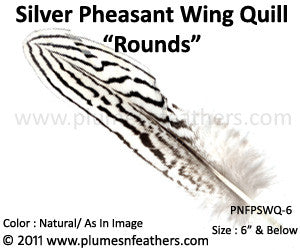 Silver Pheasant Wing Quills ‘Rounds’ 6” Below