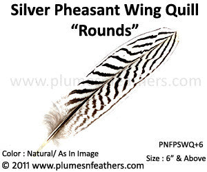 Silver Pheasant Wing Quills 'Rounds' 6” Up