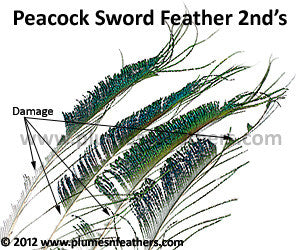 Nat. Peacock Swords 30"/45" 2nd's