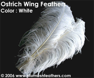 Ostrich Wing Feathers Dyed and Bleached White