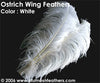 Ostrich Wing Bl. White 17"/22"